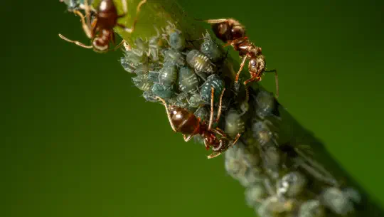 Aus Versehen Königin