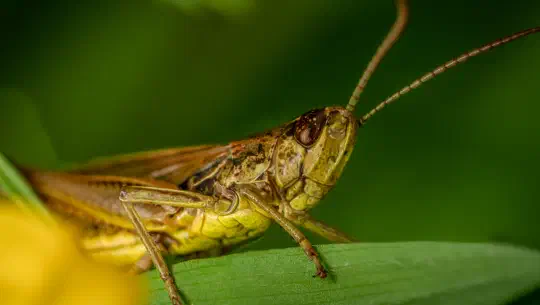 Der alte Mann und der Feldgrashüpfer
