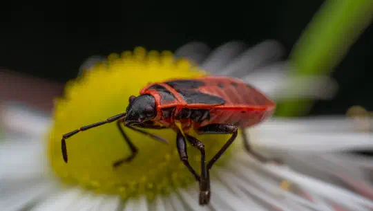 Fabelhaft rot gegen Klischees