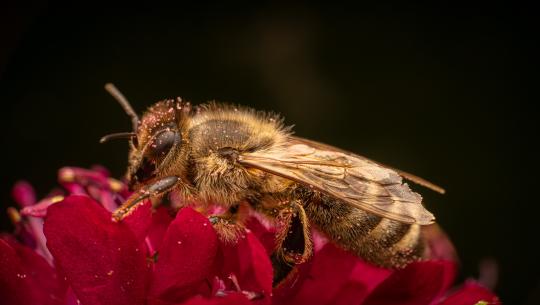 Kinderleicht erklärt — Das sind die größten Gefahren für Bienen