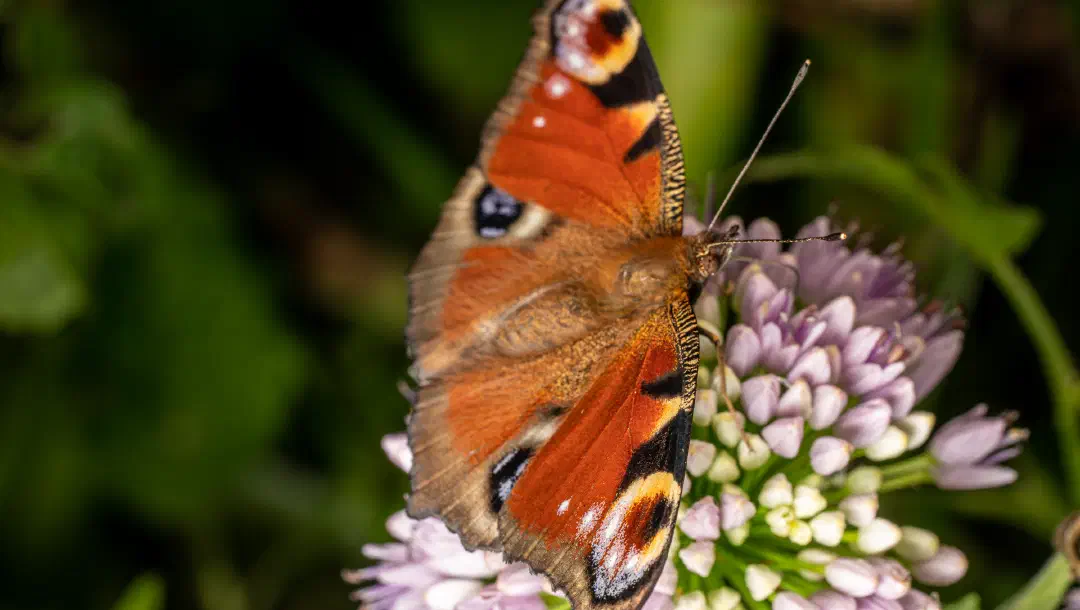 Metamorphose