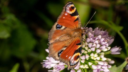 Metamorphose
