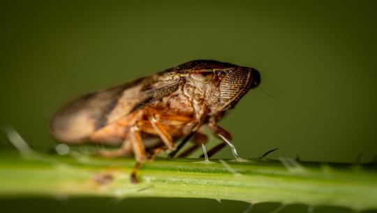 Kinderleicht erklärt — Wie Insekten mit ihrer Umwelt sprechen