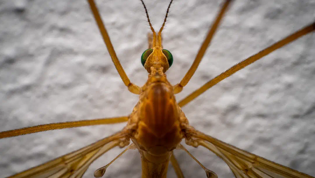 Die spanische Mücke