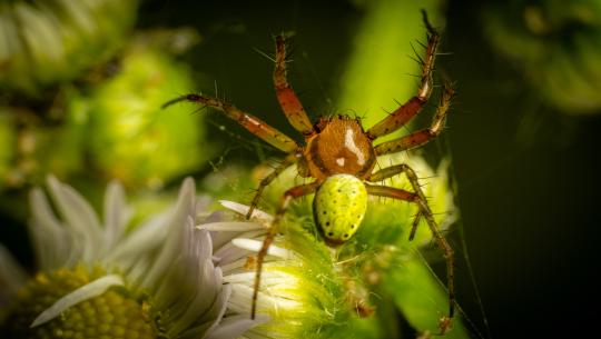 Die Spinne und die Altbauwohnung