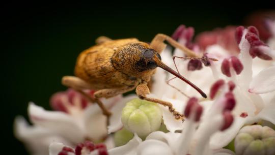 Franz und sein Einsatz für Insekten: Wieso sind Solaranlagen ein Insektenmagnet?