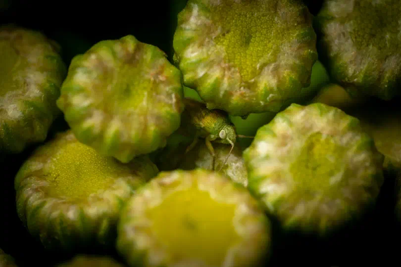„Der versteckte Beobachter“ – diese Weichwanze fragt sich vermutlich, was der Kerl mit dem Makro-Objektiv da so vorhat