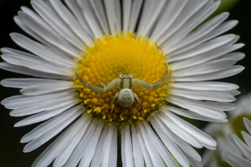 Die Veränderliche Krabbenspinne ist kein Insekt – sie hat nämlich 8 und nicht 6 Beine, so wie alle Insekten (Hexapoden)