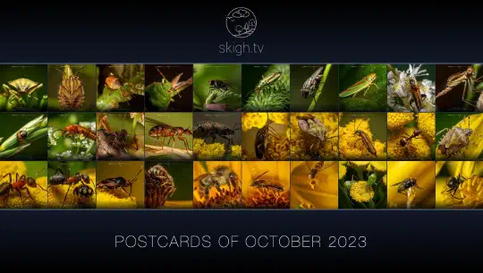 Im Oktober auf skigh.tv