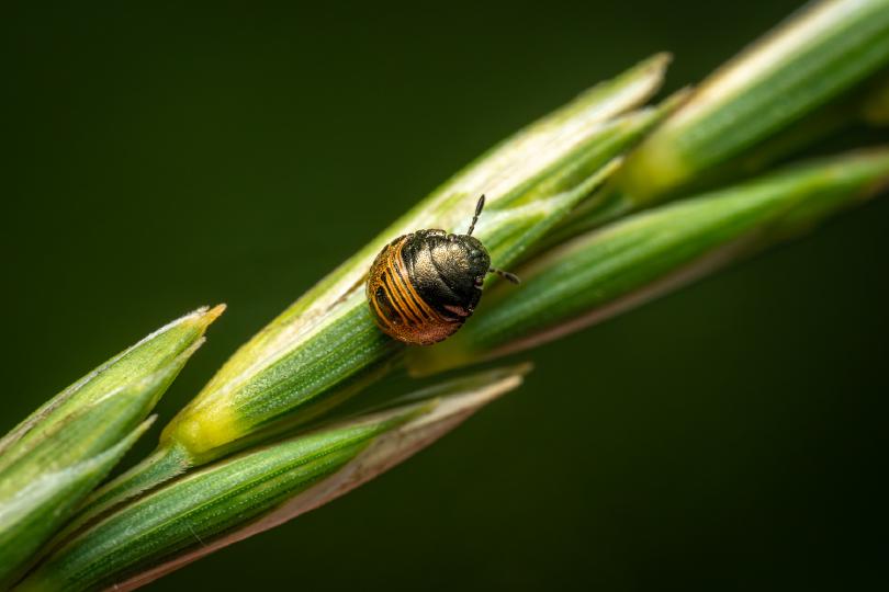 „Kindchenschema“ – eine Stinkwanzen-Nymphe