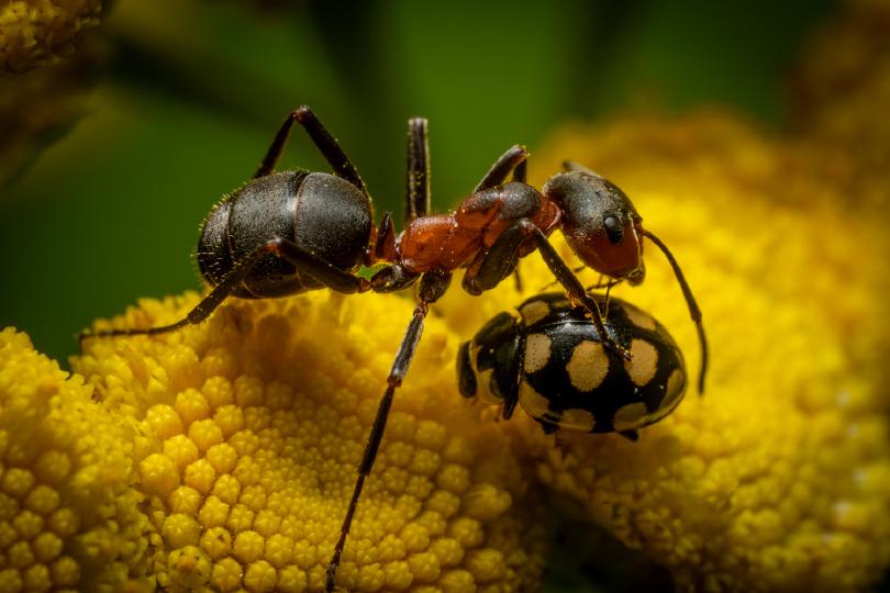 „Die Begegnung“ – eine Große Wiesenameise und ein Trockenrasen-Marienkäfer