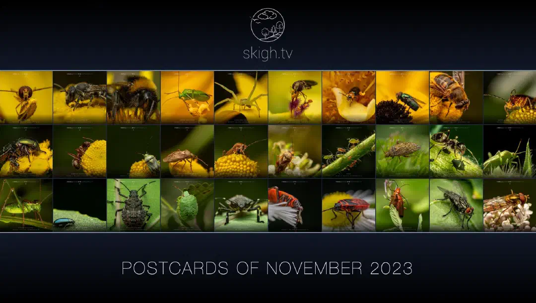 Im November auf skigh.tv