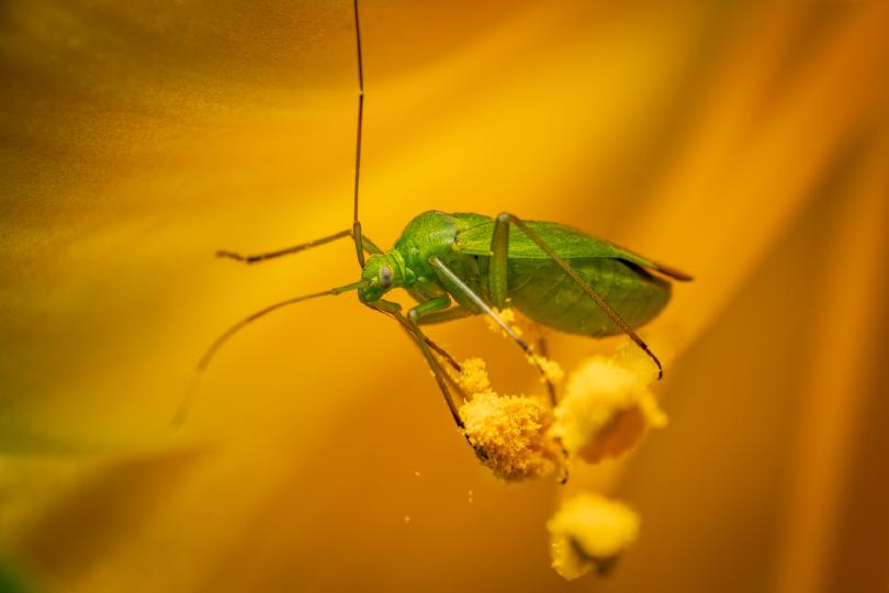 Lygocoris pabulinus