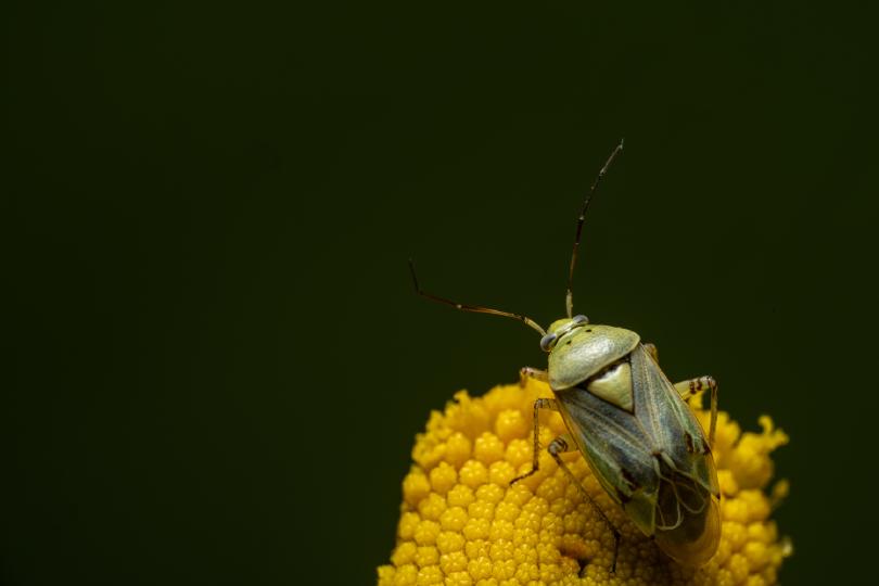 Apolygus lucorum