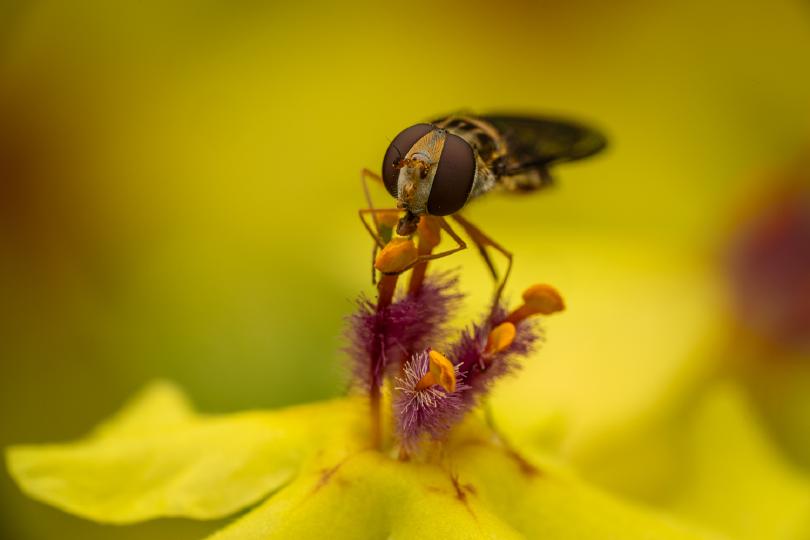 Hainschwebfliege