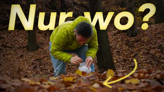 1.000 Samen sammeln, um einen neuen Wald zu pflanzen