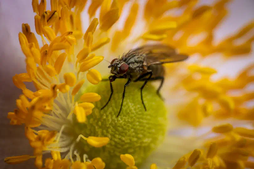 Graue Fleischfliege
