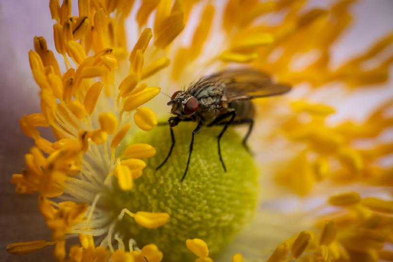 Graue Fleischfliege