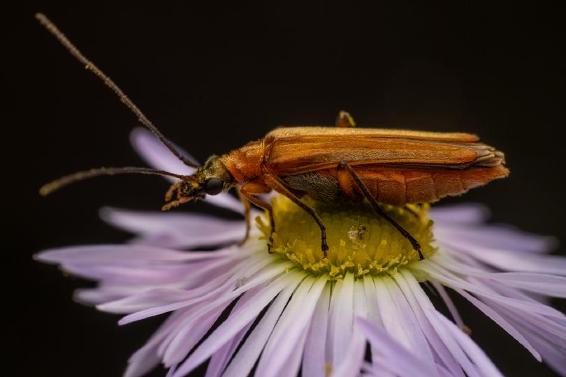 Echter Schenkelkäfer