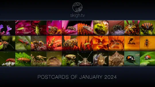 Im Januar auf skigh.tv