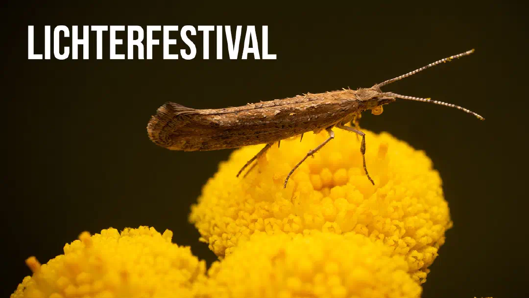 Episode 1: Lichterfestival