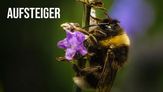 Episode 2: Aufsteiger