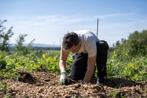 Paulownia Bäume pflanzen