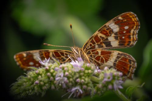 Ein Falter wie ne Landkarte: Das&hellip; Landkärtchen