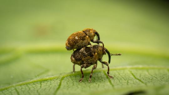 Kleine Wesen, große Wirkung – eine Reise in die Welt der Biodiversität