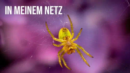 Episode 11: In einem Netz