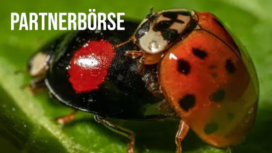 Episode 15: Partnerbörse