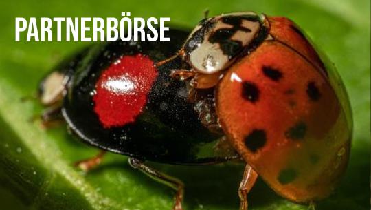 Episode 15: Partnerbörse