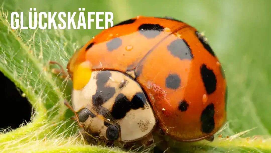 Episode 17: Glückskäfer