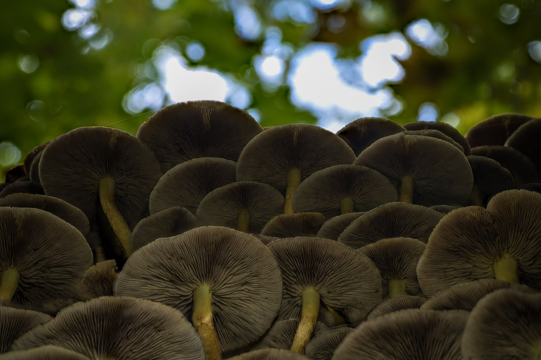 Pilze gehören zu den faszinierendsten Organismen